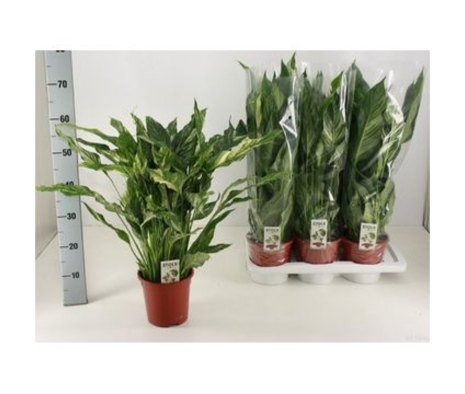 SPATHIPHYLLUM DIAMOND PANACHE