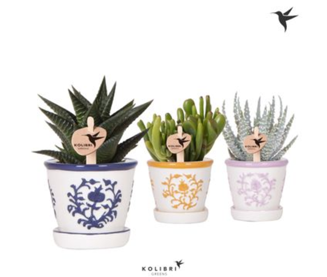 SUCCULENTE VARIEE CERAM