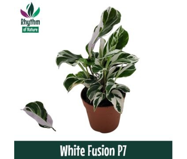 CALATHEA FUSION WHITE