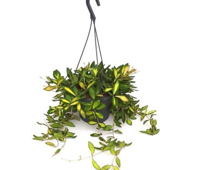 HOYA BURTONIAE
