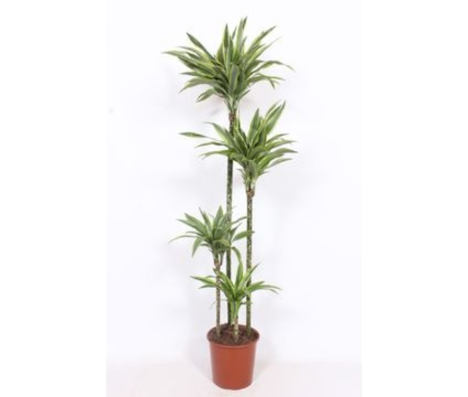 DRACAENA LEMON LIME 120-90-60-30