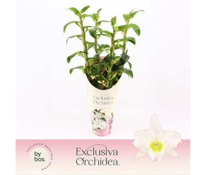 DENDROBIUM 3BR NOBILE STAR CLASS