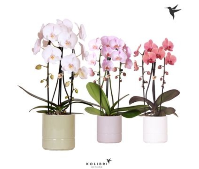 PHALAENOPSIS 2BR CASCADE CERAM