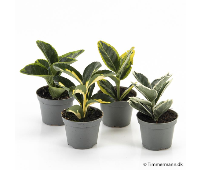 EUONYMUS VARIE
