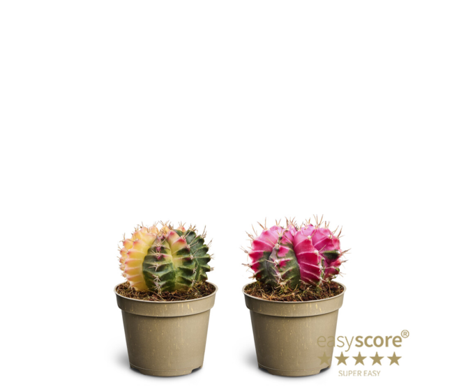 GYMNOCALYCIUM VARIE