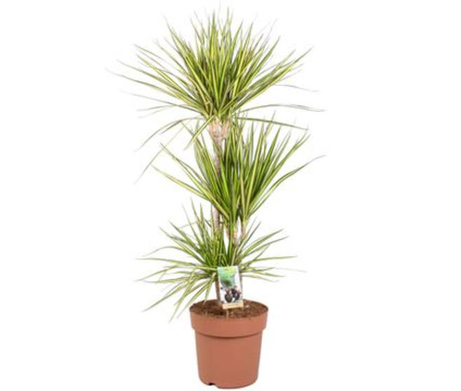 DRACAENA SUNRAY 60-30-15