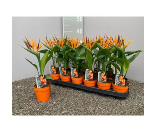 STRELITZIA