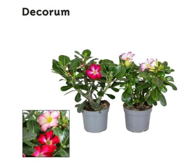 ADENIUM VARIE