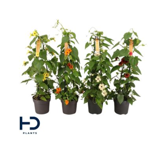 THUNBERGIA VARIE PYRAM