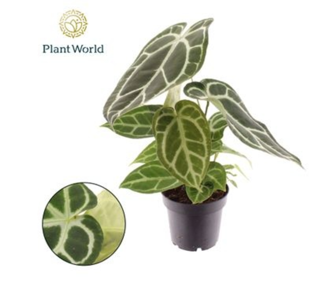 ANTHURIUM FEUILLAGE