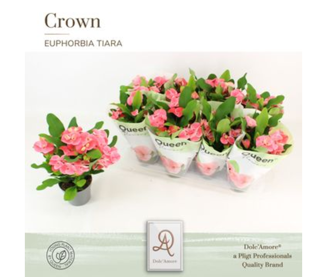 EUPHORBIA MILII CHARLOTTE