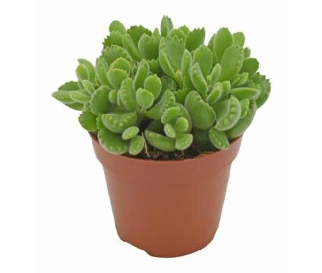 COTYLEDON TOMENTOSA