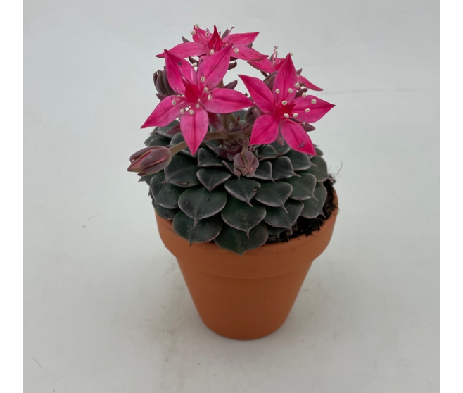GRAPTOPETALUM BELLUM P TERRE