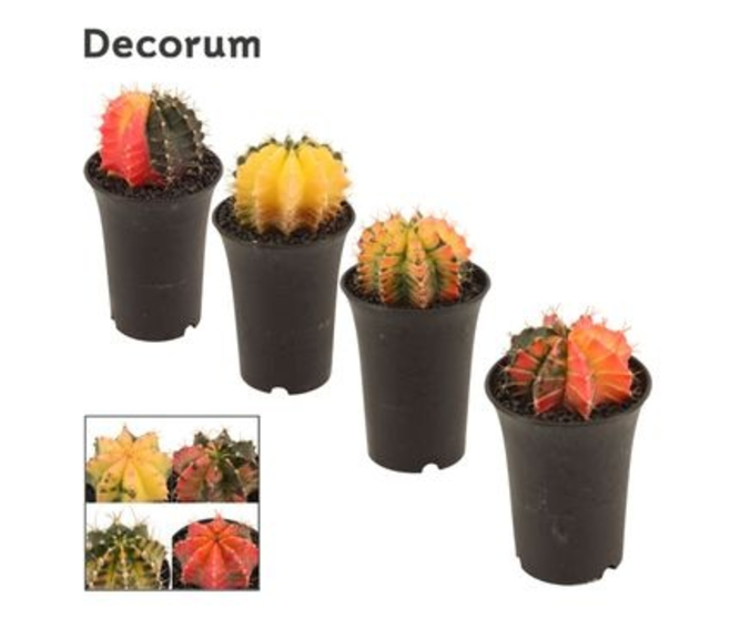 GYMNOCALYCIUM VARIE