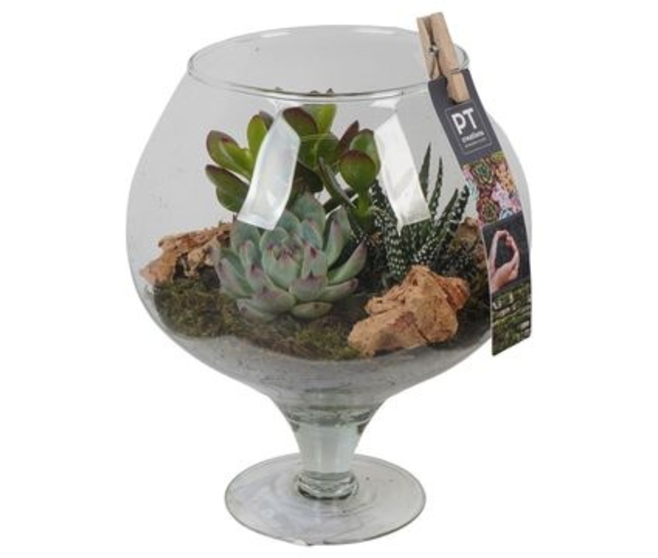 COMPO SUCCULENTES VERRE
