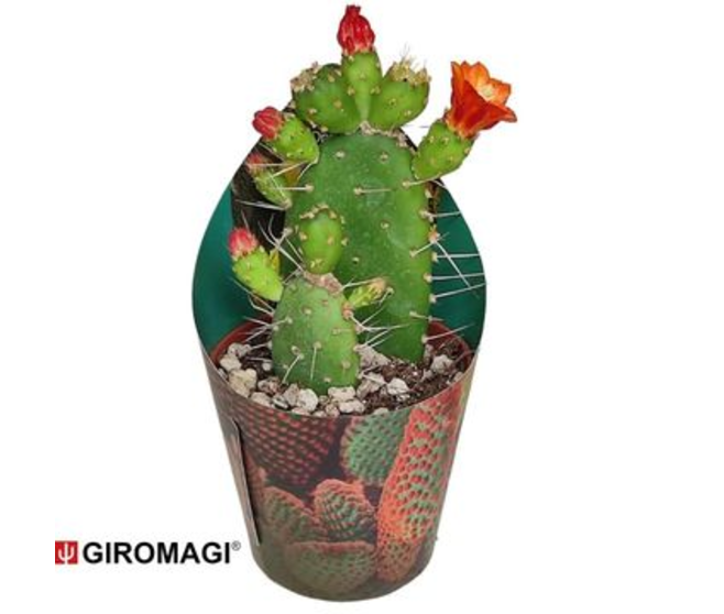 CACTUS OPUNTIA QUITENSIS
