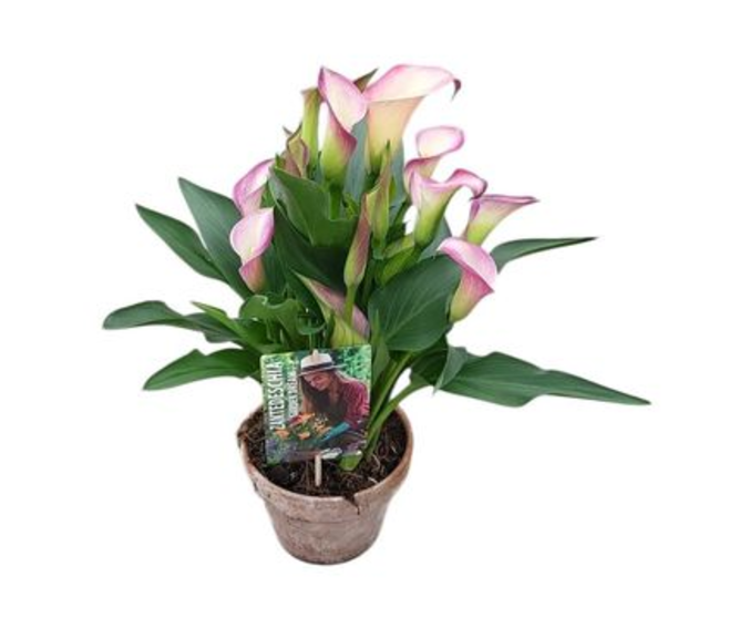 ARUM DYNASTY P TERRE