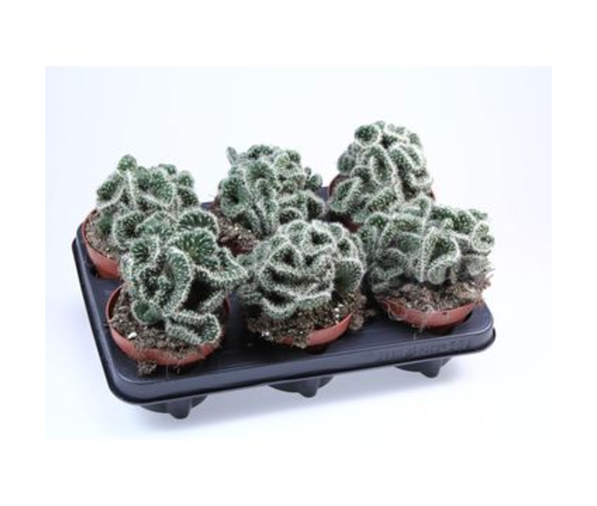 CACTUS OPUNTIA CYLINDRICA
