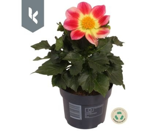 DAHLIA ROUGE BICOLOR