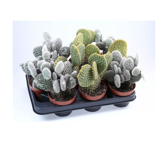 CACTUS OPUNTIA VARIE