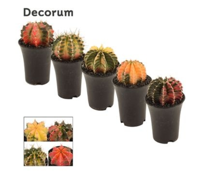 GYMNOCALYCIUM JAPAN VARIE