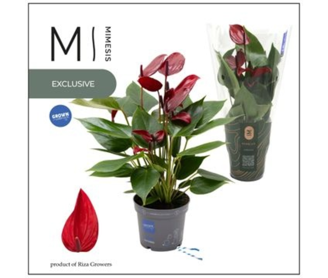 ANTHURIUM ANDREANUM BANDEROLA LAVA
