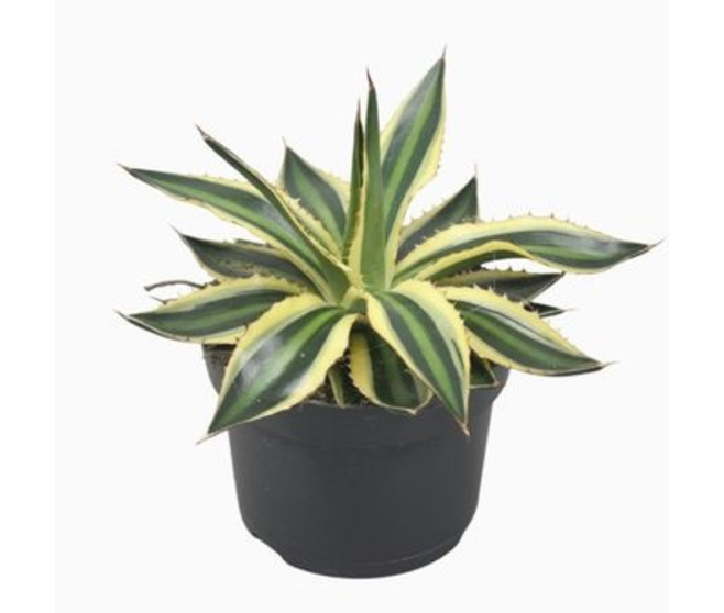 AGAVE LOPHANTA QUADRICOLOR