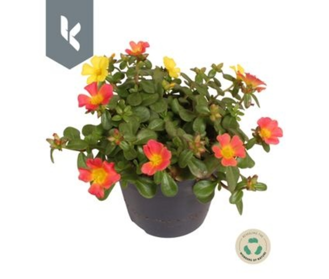 PORTULACA POURPIER CARNAVAL
