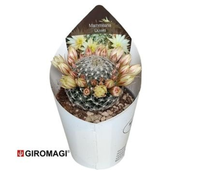 CACTUS MAMMILLARIA DUWEI