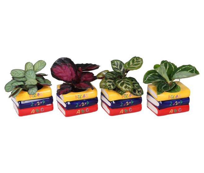 CALATHEA VARIE CERAM LIVRE