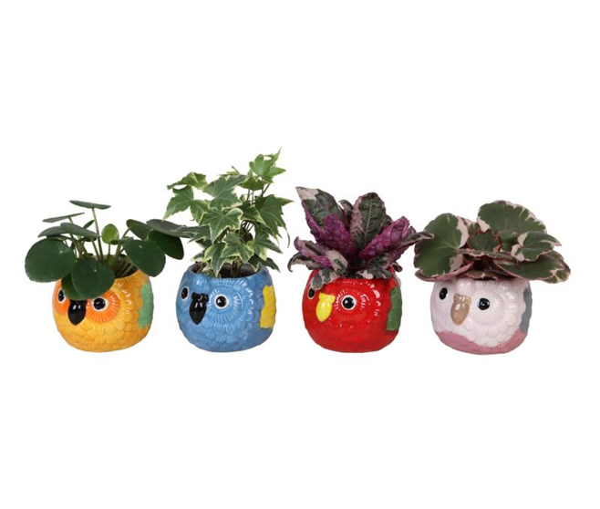 PLANTE VERTE CERAM HIBOU