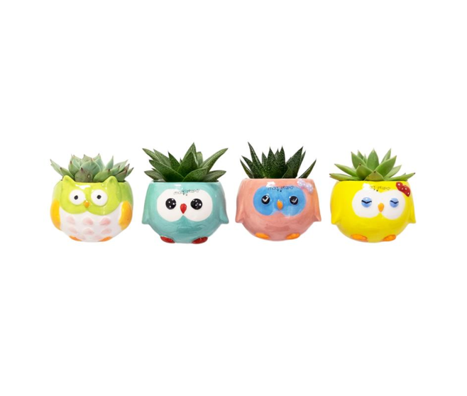SUCCULENTE CERAM HIBOU