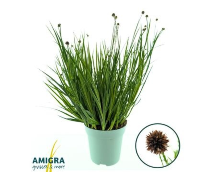JUNCUS ENSIFOLIUS