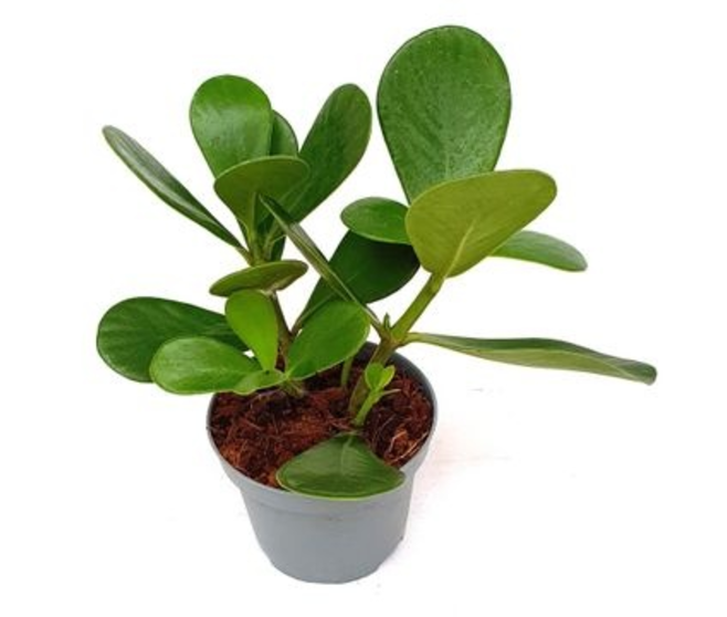 CLUSIA ROSEA