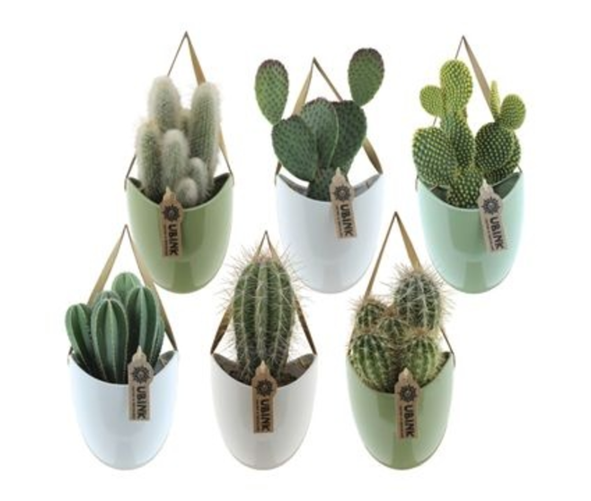 CACTUS VARIE CERAM