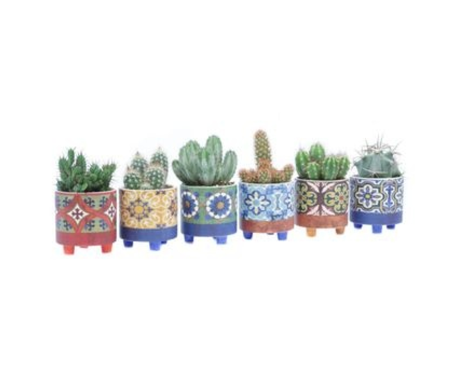 CACTUS VARIE CERAM