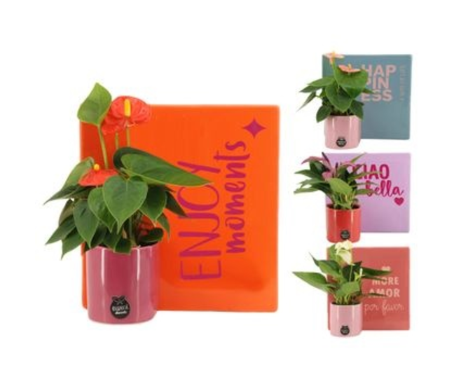 ANTHURIUM ANDREANUM CERAM