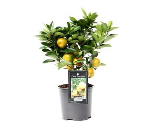 CALAMONDIN TIGE