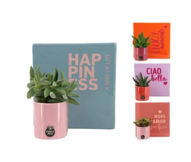 SUCCULENTE VARIEE CERAM