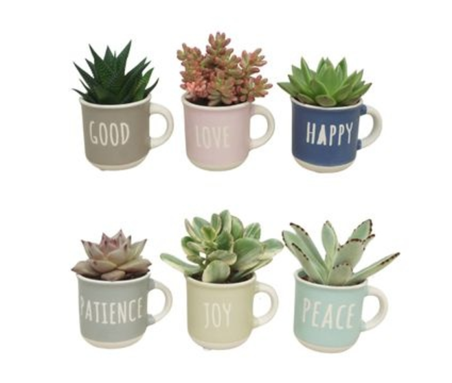 SUCCULENTE MUG CERAM