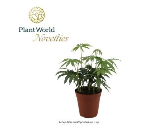 ANTHURIUM POLYSCHISTUM