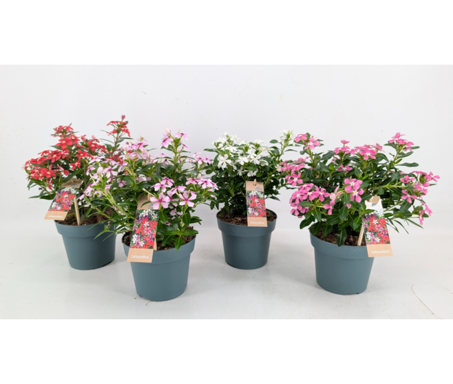 CATHARANTHUS VINCA