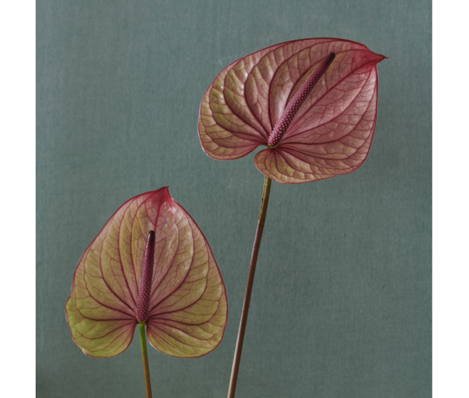ANTHURIUM ANDRAEANUM