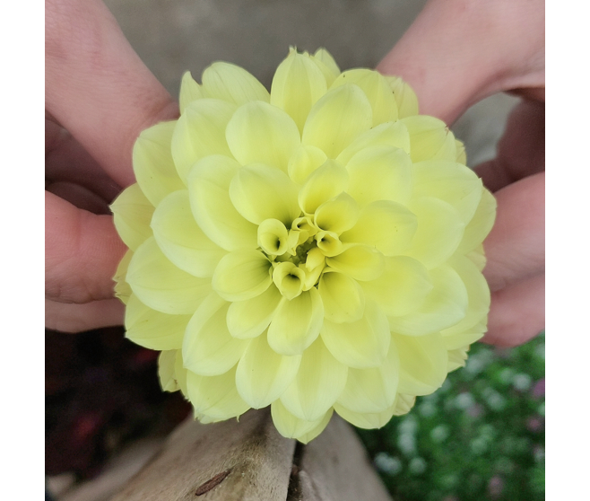 DAHLIA