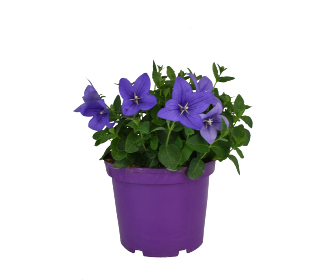 PLATYCODON GRANDIFLORUM