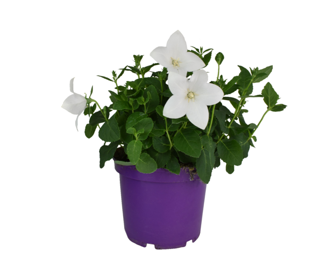 PLATYCODON GRANDIFLORUM