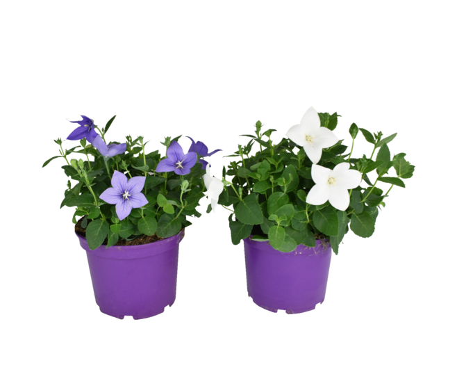 PLATYCODON GRANDIFLORUM