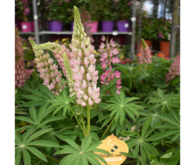 LUPIN