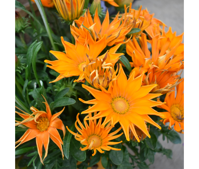 GAZANIA BQ10