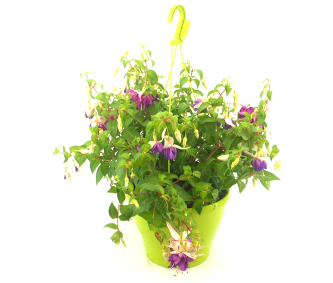 FUCHSIA SUSP